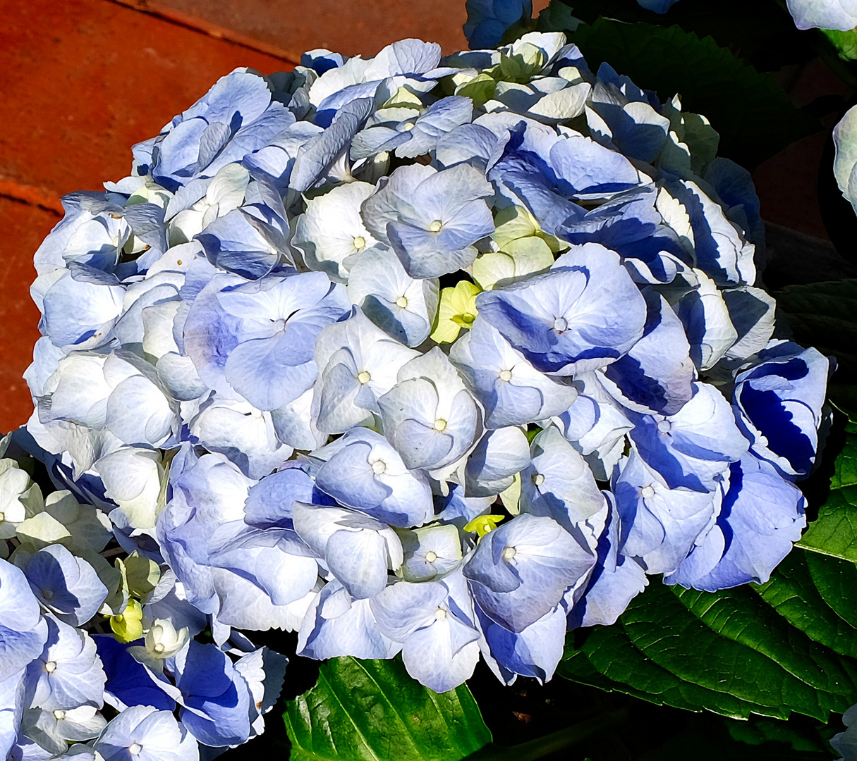 Blick auf die blaue Hortensien-Blüte auf meiner Terrasse