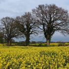 Blick auf die blühenden Rapsfelder in Schleswig-Holstein