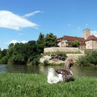 Blick auf die Burg der Grafen von Lauffen