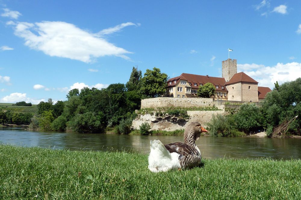 Blick auf die Burg der Grafen von Lauffen