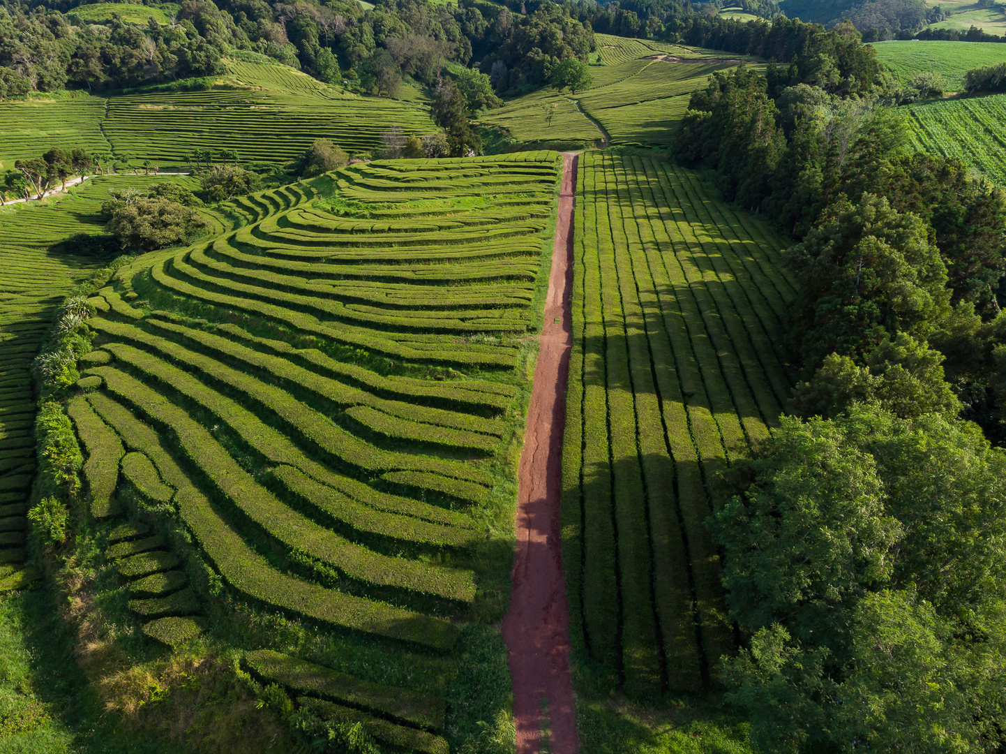 Blick auf die einzige Teeplantage in Europa (Azoren - Sao Miguel) 