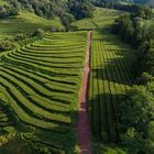 Blick auf die einzige Teeplantage in Europa (Azoren - Sao Miguel) 