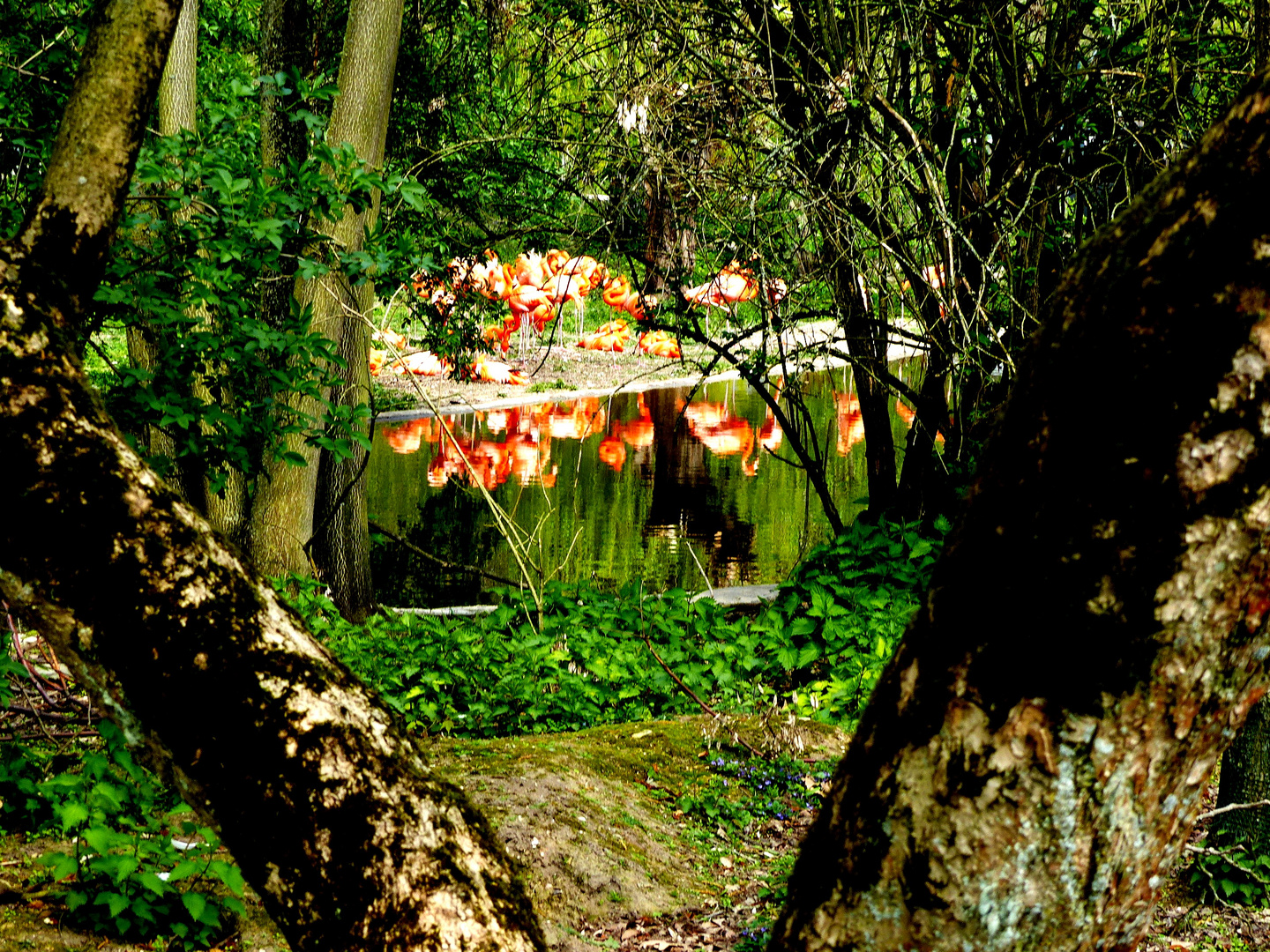 Blick auf die Flamingos 