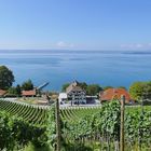 Blick auf die Haltnau und den Bodensee