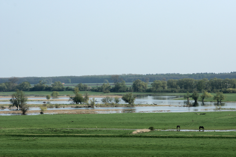 Blick auf die Havelwiesen...