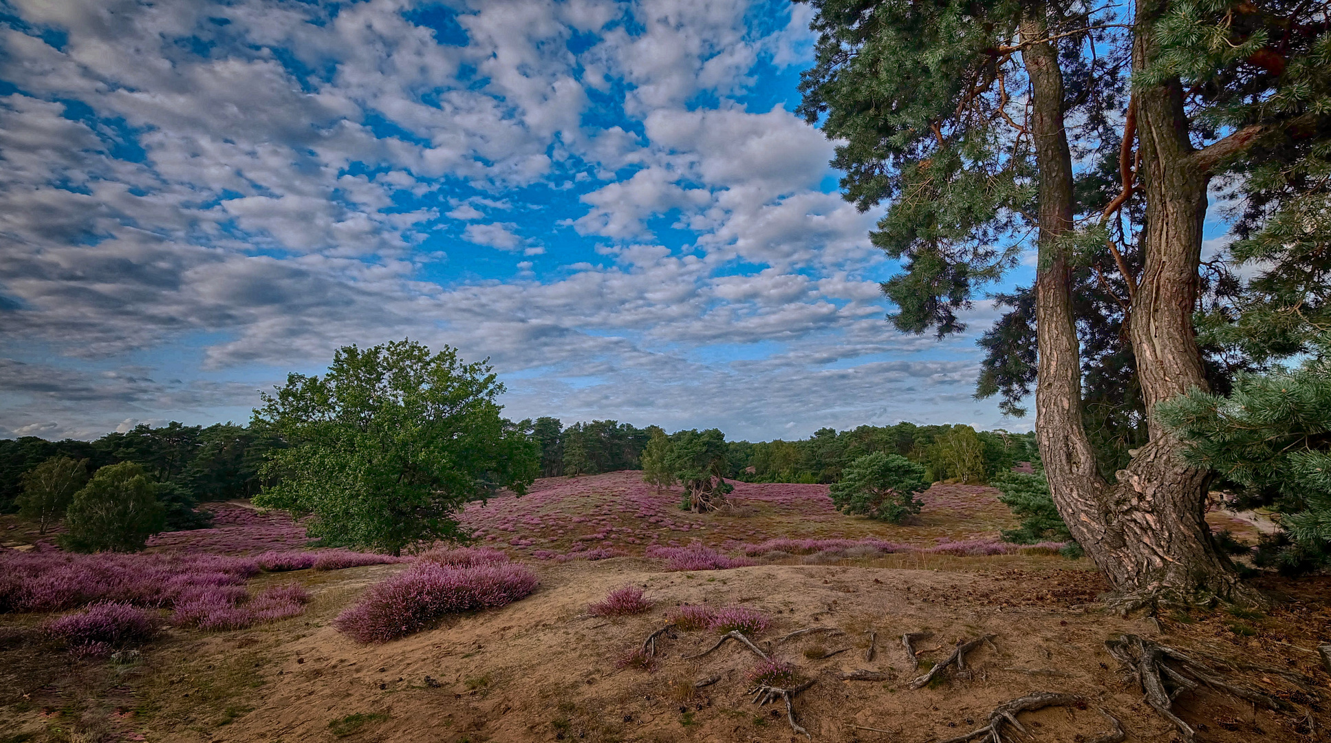 Blick auf die Heide