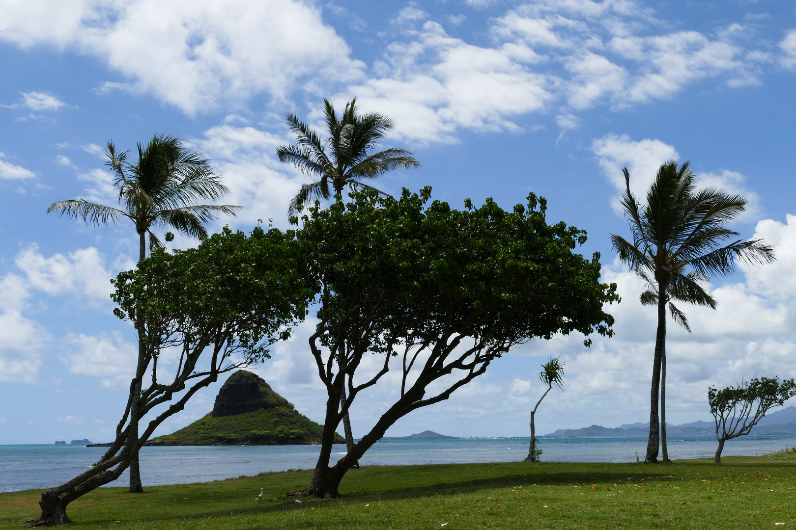 Blick auf die Insel Mokoli'i (Chinamans Hat) vom Kualoa Regional Park, Oahu