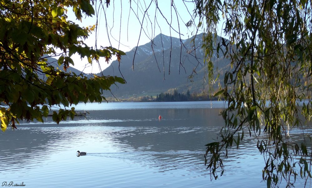 Blick auf die Insel Wörth im Schliersee!