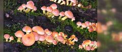 Blick auf die letzte Pilzinvasion der Saison - eßbar, ungenießbar oder giftig ?