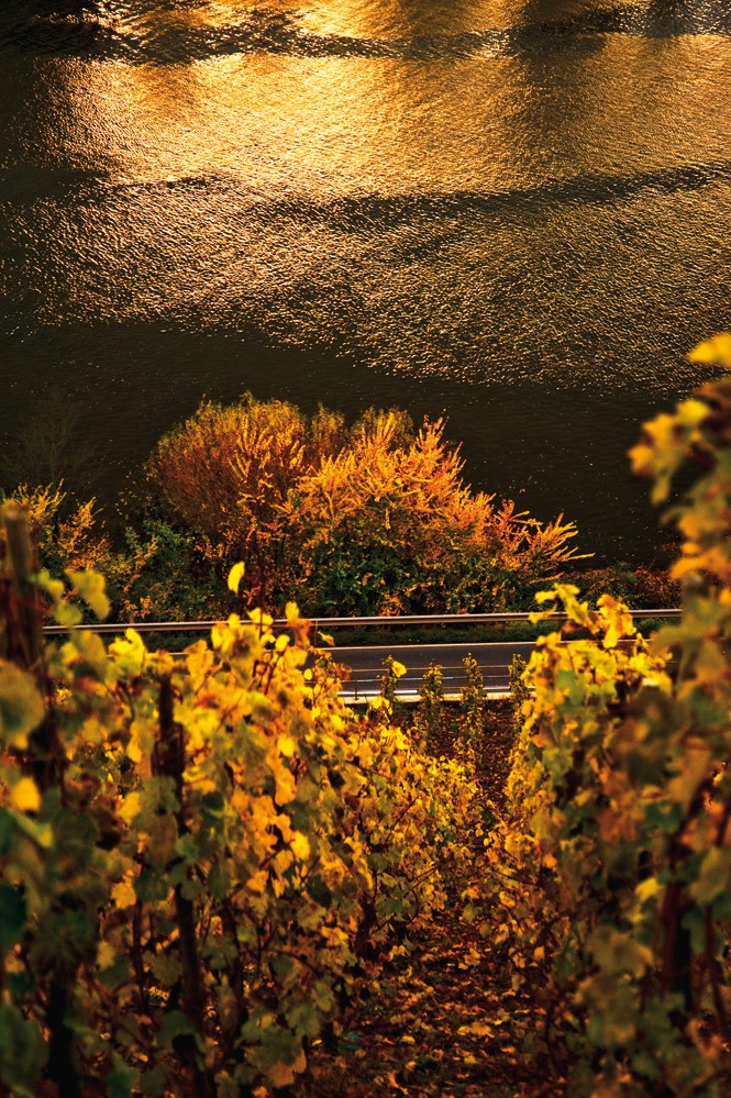 Blick auf die Mosel