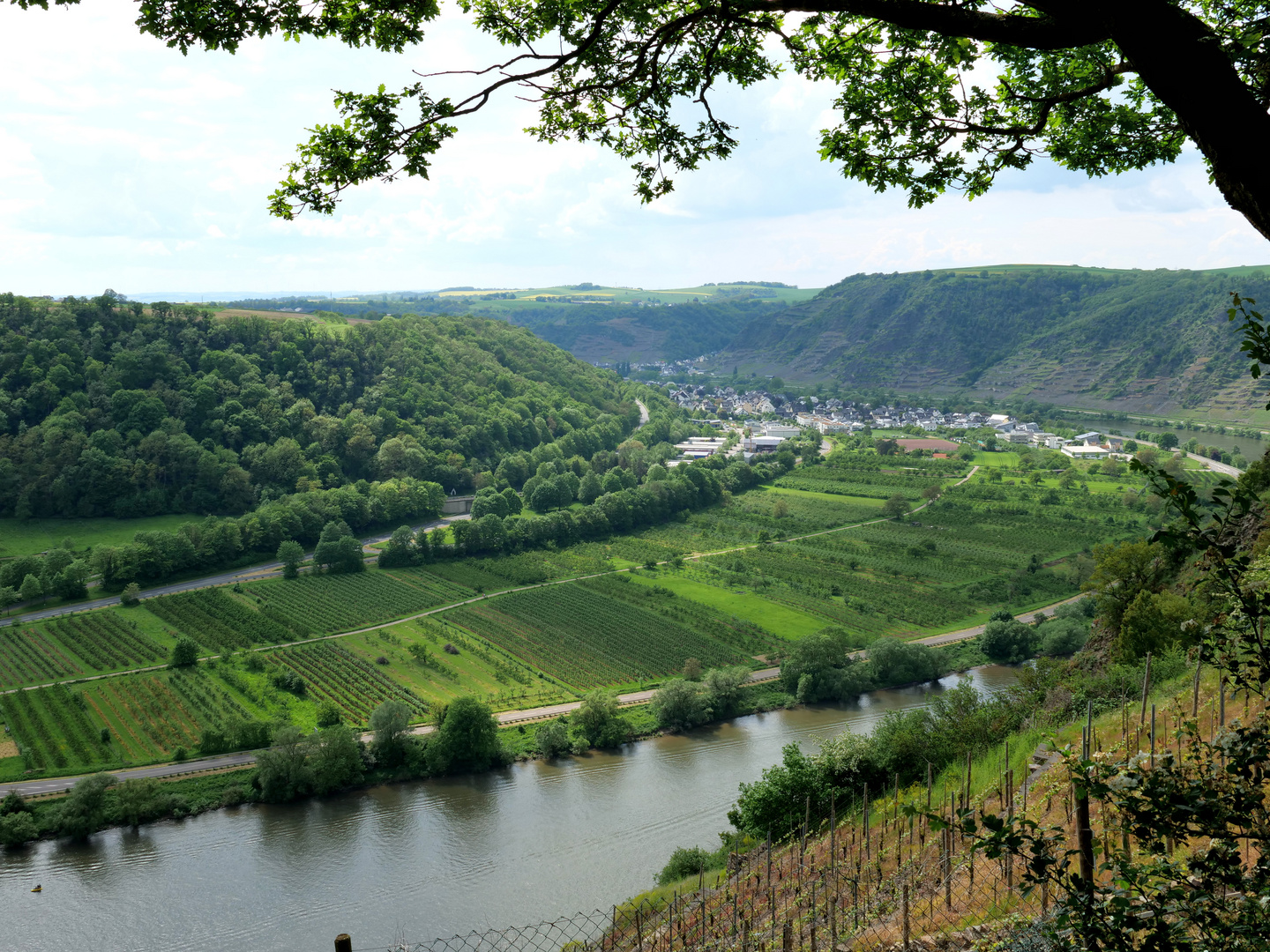 Blick auf die Mosel 2