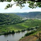 Blick auf die Mosel 2