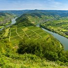 Blick auf die Mosel vom Calmont