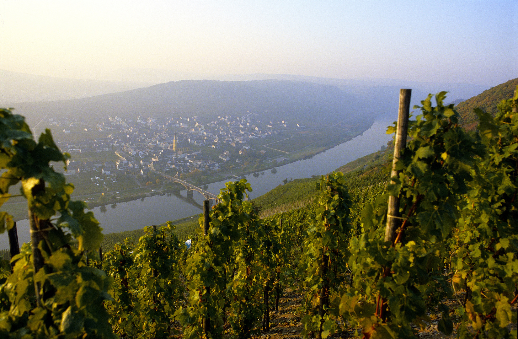 Blick auf die Moselschleife bei Trittenheim im Herbst