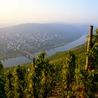 Blick auf die Moselschleife bei Trittenheim im Herbst