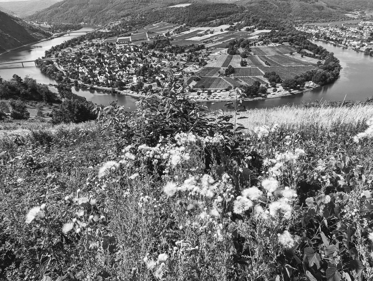 Blick auf die Moselschleife bei Wolf