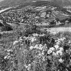 Blick auf die Moselschleife bei Wolf