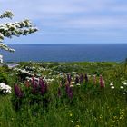 Blick auf die Nordsee