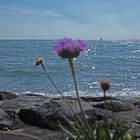 Blick auf die Nordsee in Eckwarderhörne