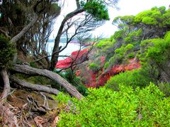 Blick auf die roten Felsen des Ben Boyd Nationalparks