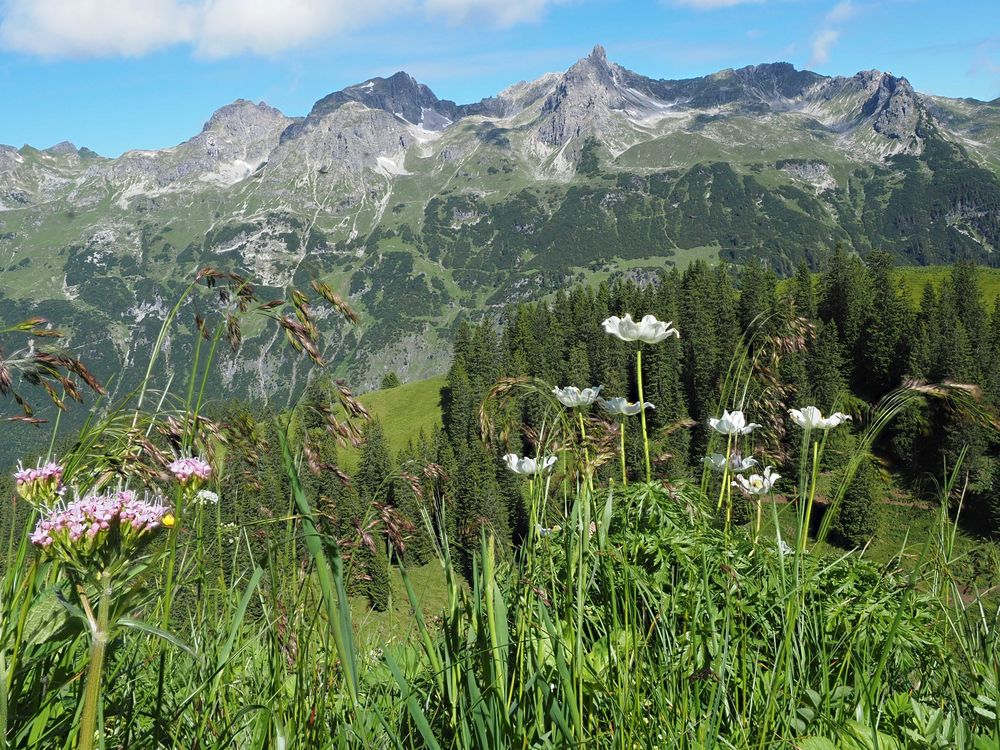 Blick auf die Schafalpenköpfe