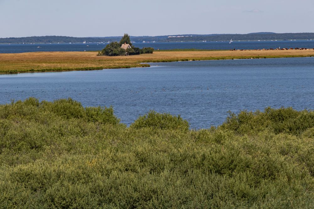 Blick auf die Vogelschutzinsel (Großer Schwerin)Müritz