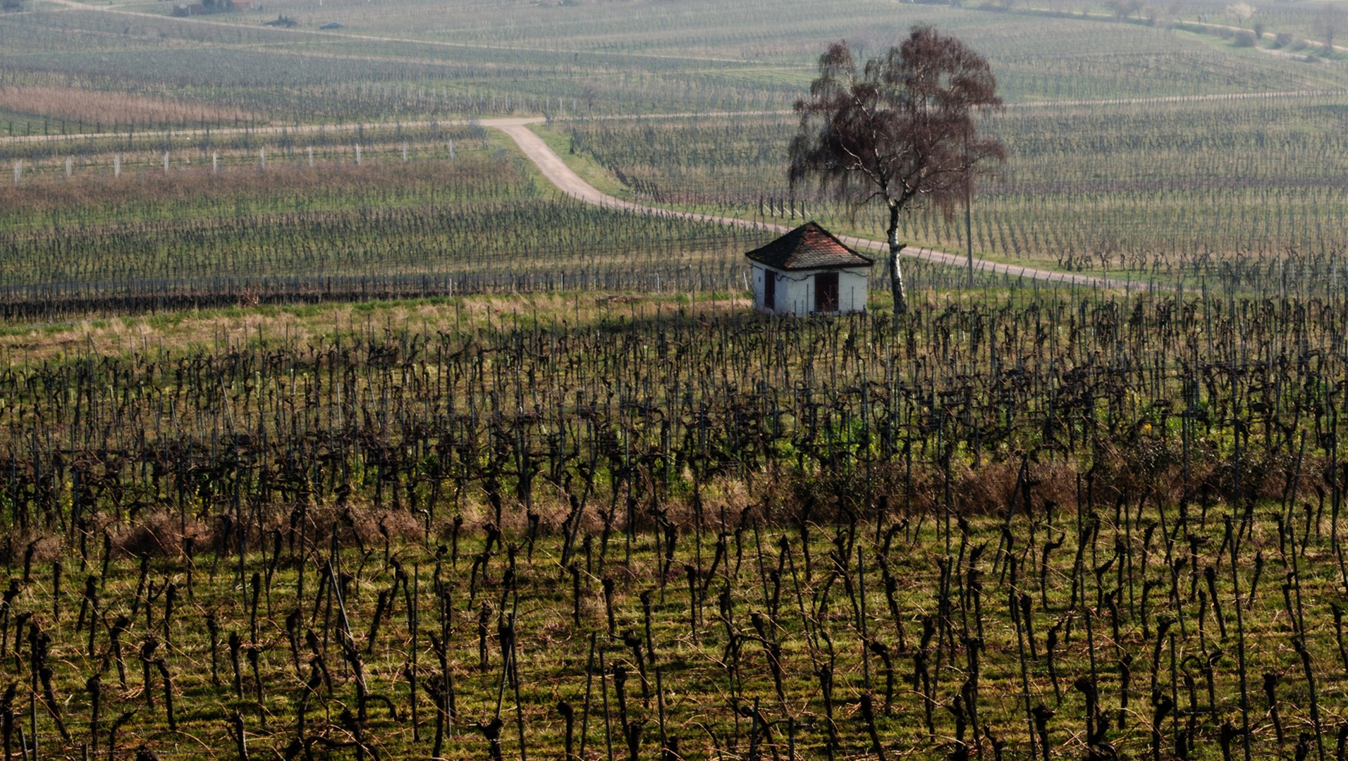 Blick auf die Weinberge