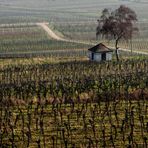 Blick auf die Weinberge