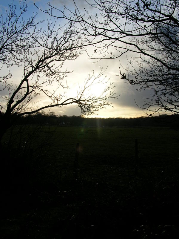 Blick auf eine Wiese, bei dunkelheitseinbruch