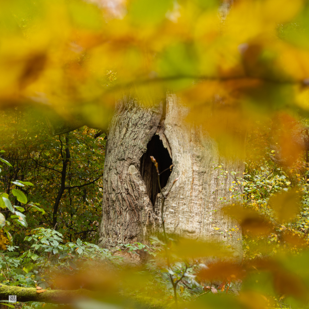 Blick auf einen alten Baum