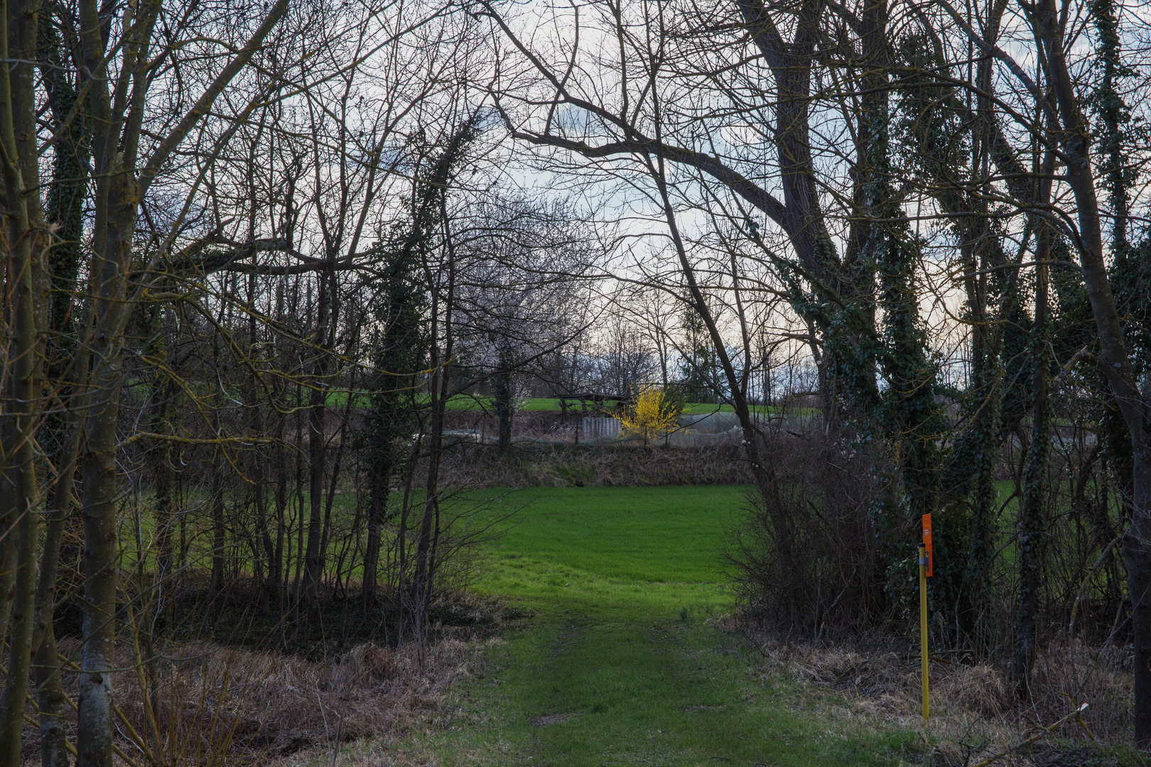 Blick auf Forsythien