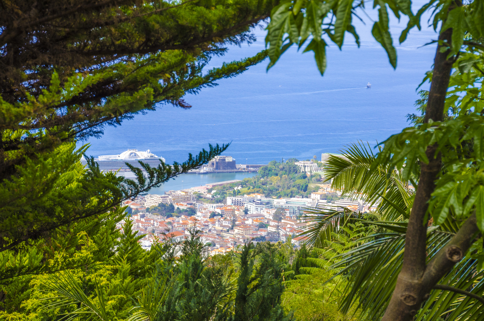 Blick auf Funchal (1)