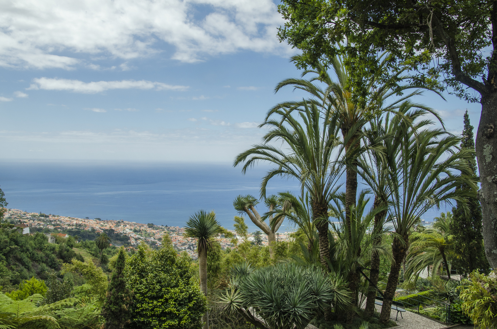 Blick auf Funchal (2)