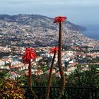 Blick auf Funchal