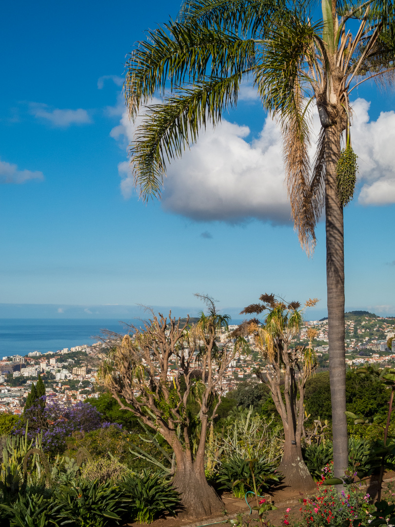 Blick auf Funchal