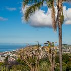 Blick auf Funchal