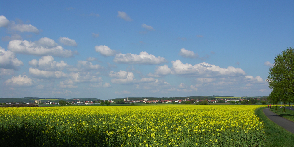 Blick auf Gochsheim aus Richtung Schwebheim mit Raps