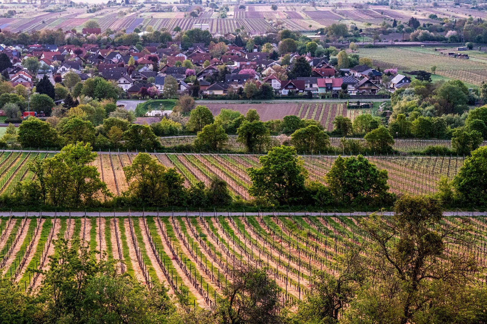 Blick auf Guntersblum 