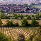 Blick auf Guntersblum 