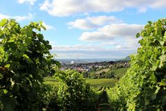 Blick auf Heilbronn vom Gaffenberg