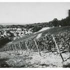 Blick auf Kiedrich und Ruine Scharfenstein (reloaded)