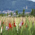 Blick auf Kirkel