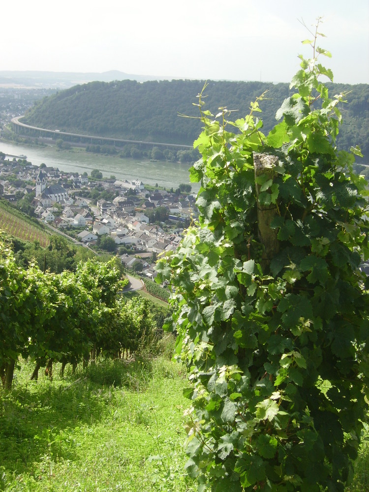 Blick auf Leutesdorf