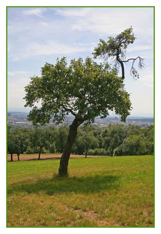 Blick auf Linz