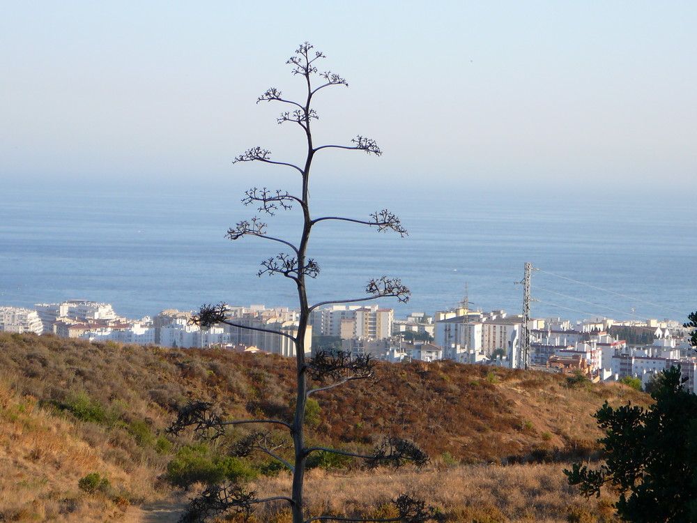 Blick auf Marbella und das Meer (2)