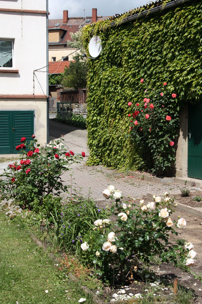 Blick auf meinen "Rosengarten"