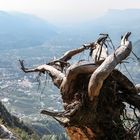 Blick auf Meran - ok, ein bisschen Holz im Weg...