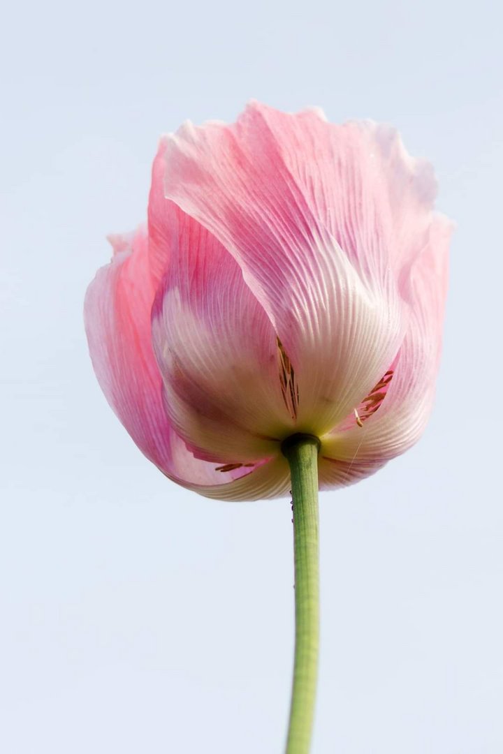 BLICK auf Mohnblüte 