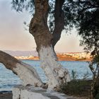 Blick auf Naoussa auf Paros in Griechenland