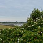 Blick auf Nebel, im Vordergrund links die überall wild wuchernden Kartoffelrosen